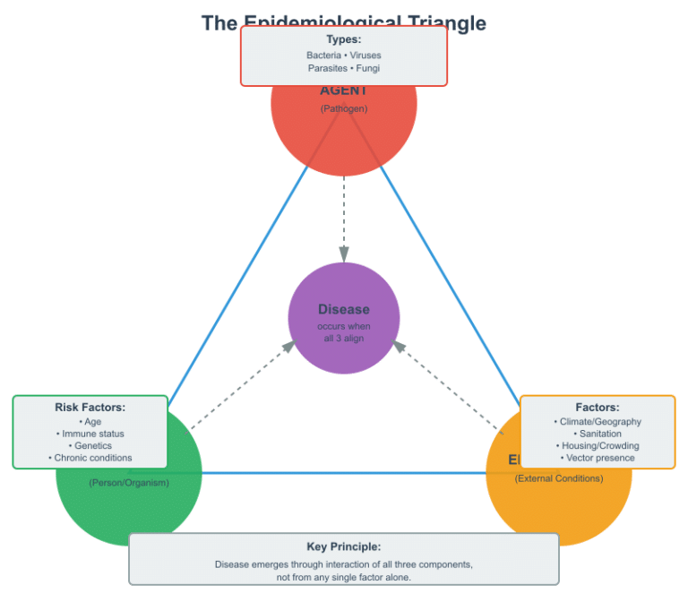 The Epidemiological Triangle Explained: Understanding the ...