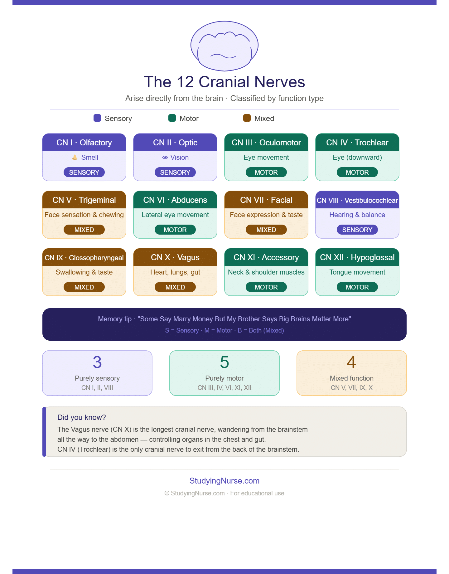 Cranial Nerve Mnemonic: The Best Ways to Remember All 12 Cranial Nerves ...