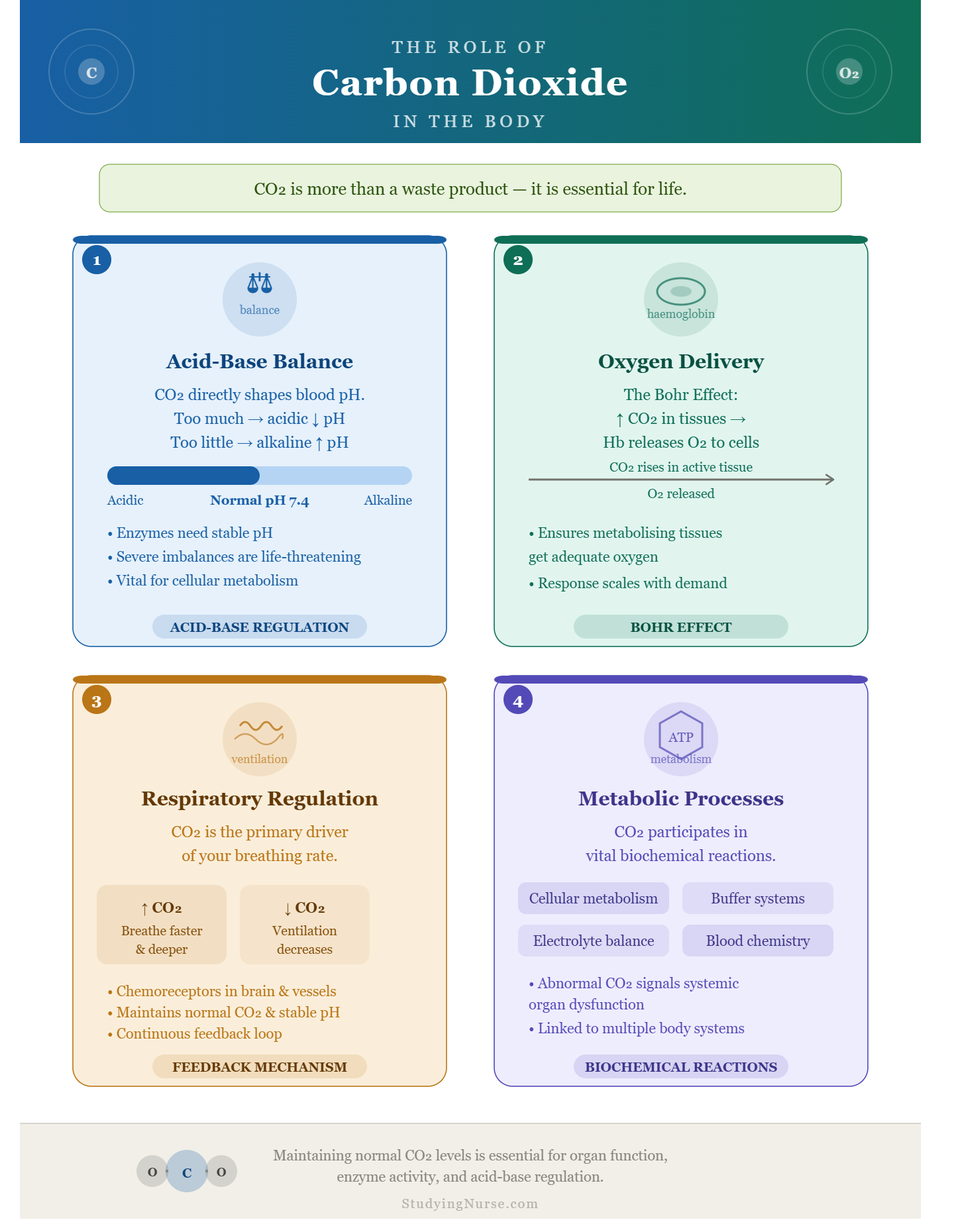 Normal Pig Tco2 Normal CO2 Levels: Understanding CO2 Blood Tests, Carbon Dioxide Levels ...